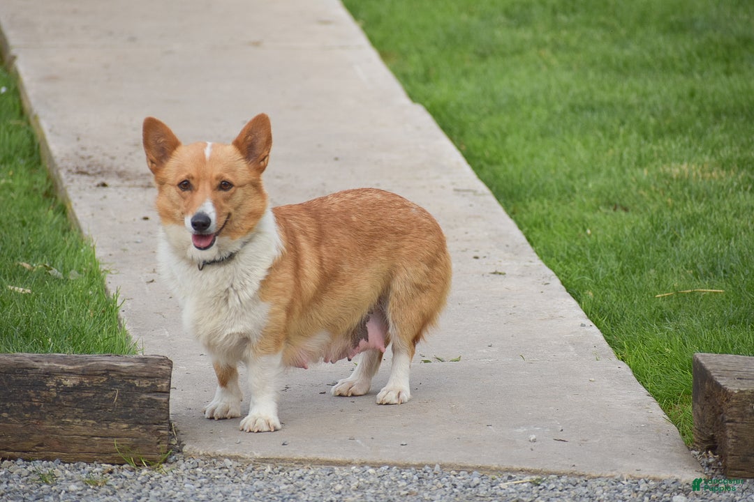 Welsh Corgi Pembroke dogs for sale: Rocco - Ad 10