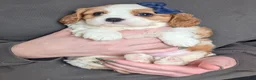 Cavalier King Charles Spaniel dogs for sale: Kody - Ad 12
