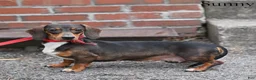 Miniature Dachshund dogs for sale: Bubbles - Ad 6