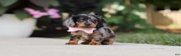 Miniature Dachshund dogs for sale: Cora - Ad 11