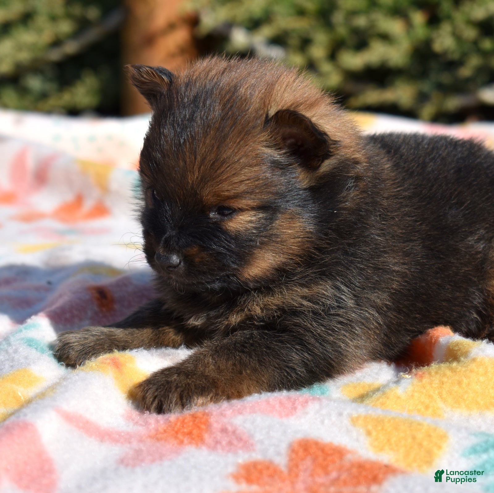 Pomeranian dogs Poppy  - Ad 1