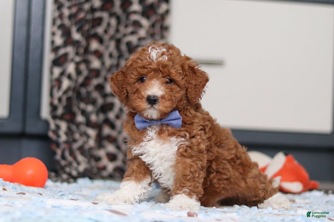 Goldendoodle dogs for sale: Falco - Ad 9