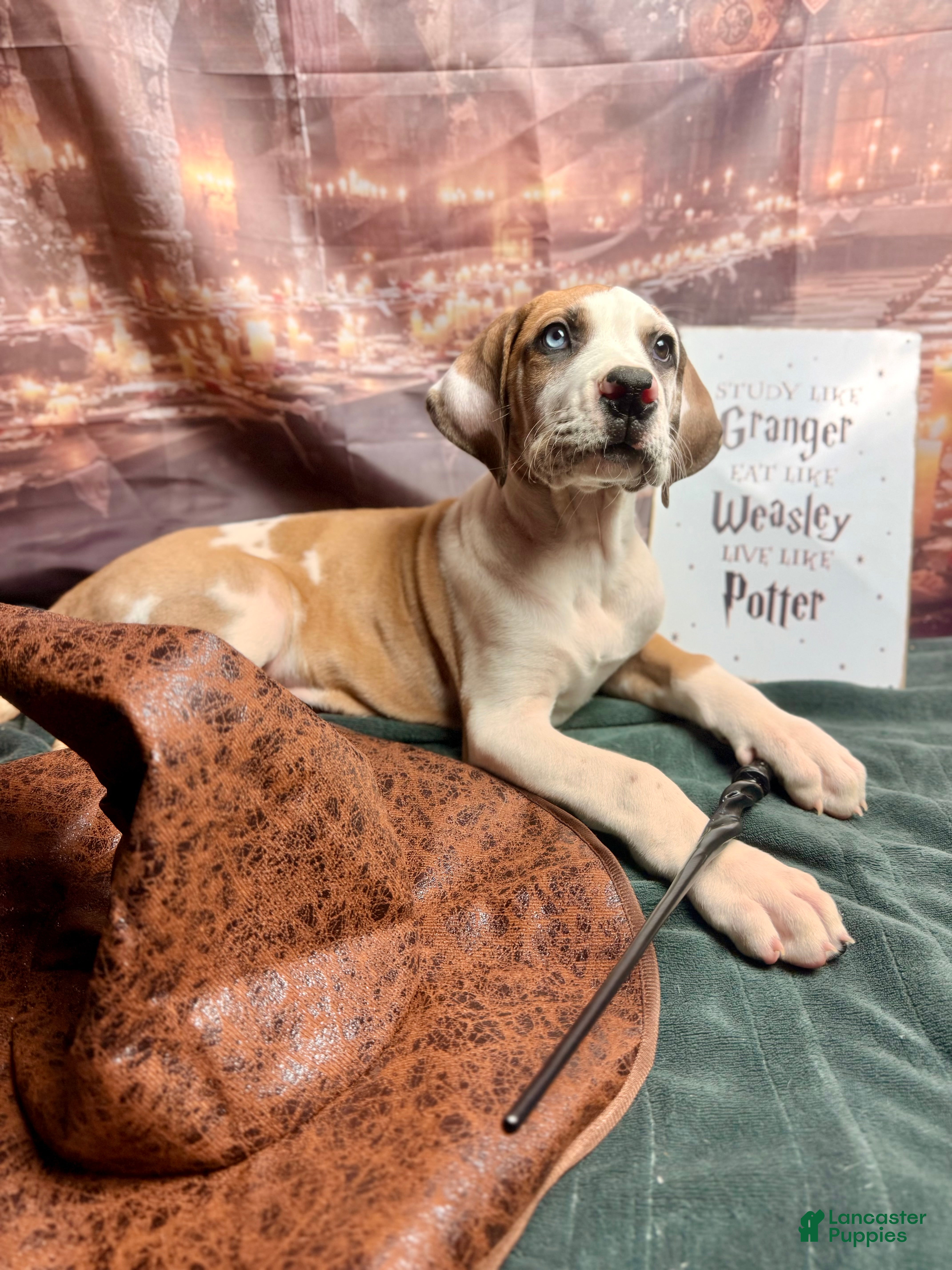 Great Dane dogs Fawnquin (Heavy Euro) - Ad 28