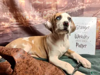 Great Dane dogs Fawnquin (Heavy Euro) - Ad 28