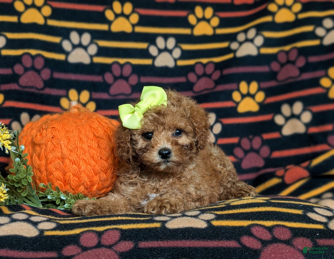 Miniature Poodle dogs for sale: Sierra - Ad 5
