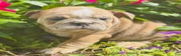 English Bulldog dogs for sale: Roby - 73727 - Ad 5