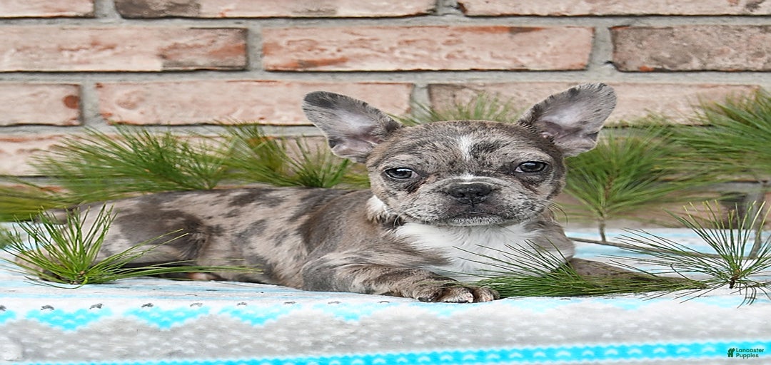 Gallery Image {{count}}