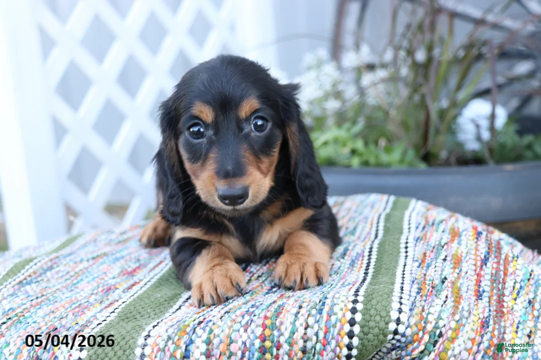 Miniature Dachshund dogs for sale: Peanut - Ad 2