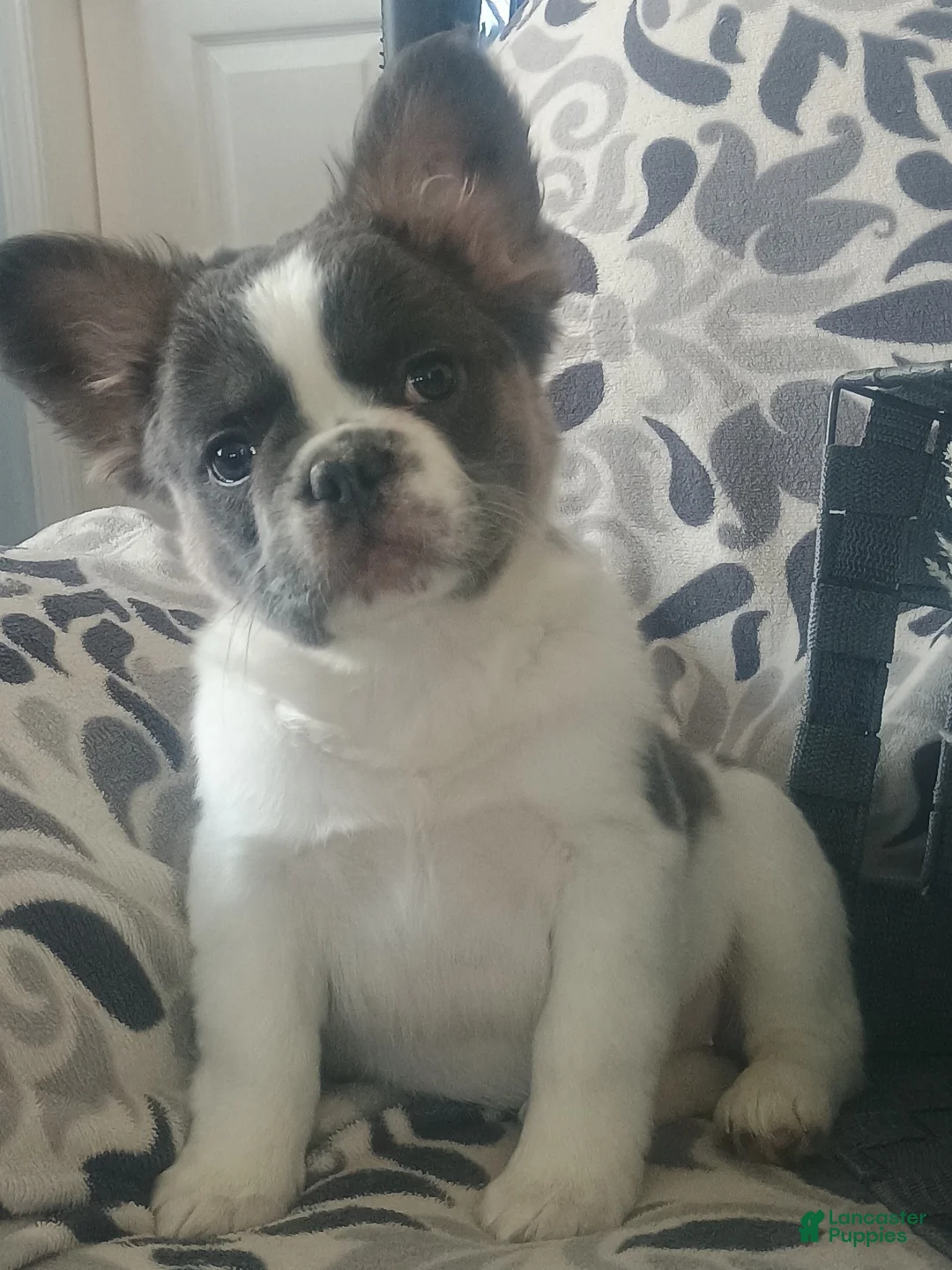 French Bulldog dogs for sale: Fluffy Tulip  - Ad 8