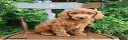 Cockapoo dogs for sale: Summit - Ad 2