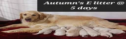 Golden Retriever dogs for sale: Elaine - Ad 6