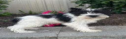 Miniature Schnauzer dogs for sale: Mack 🦃 - Ad 2