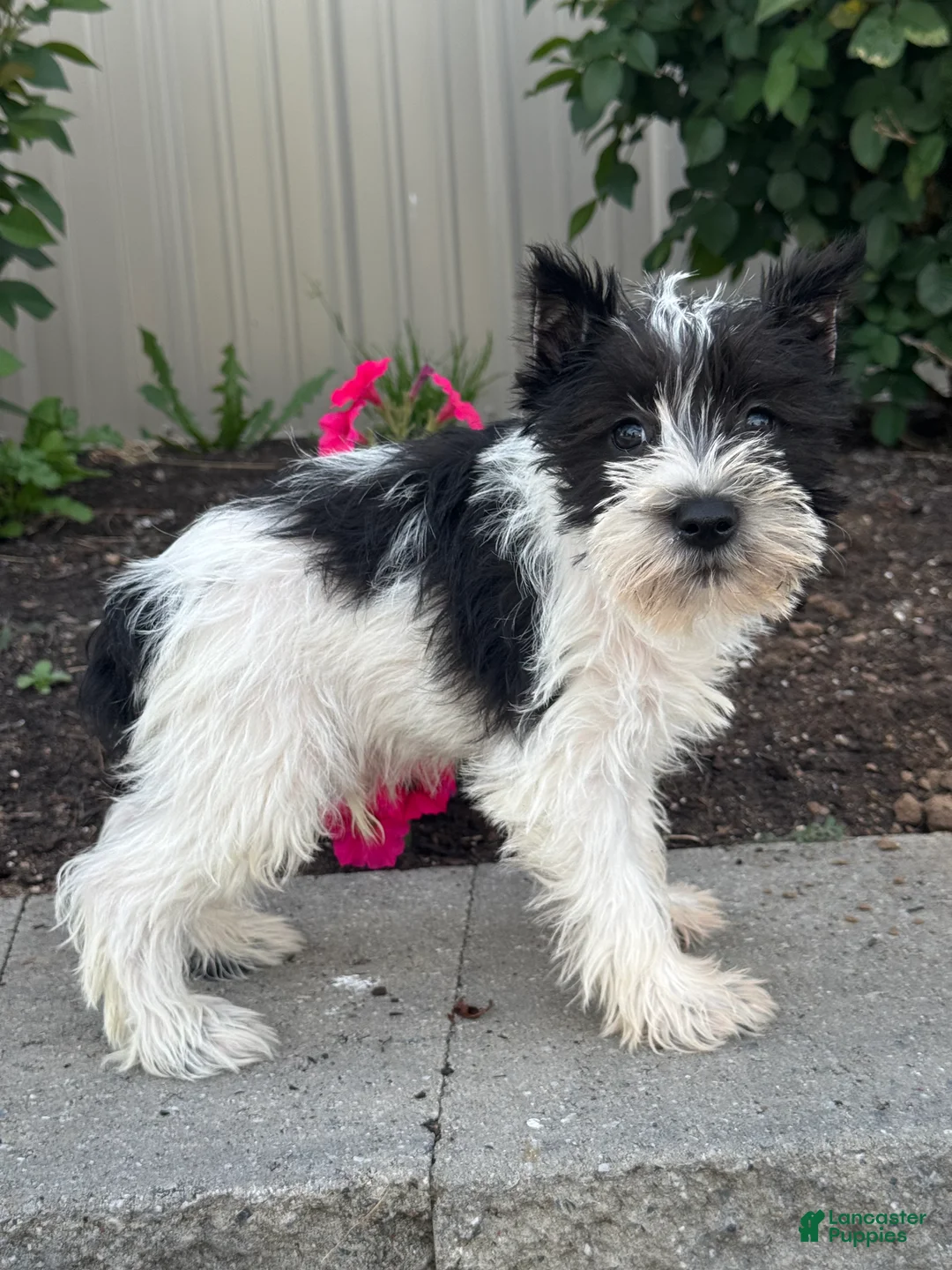 Miniature Schnauzer dogs for sale: Mack 🦃 - Ad 2