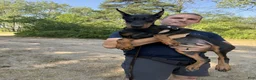 Doberman Pinscher dogs for sale: Ursa - Ad 4