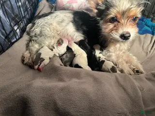 Yorkshire Terrier dogs for sale: Yorkshire Terrier Puppy 3 - Ad 2