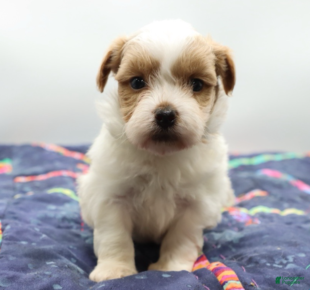 Maltipoo dogs for sale: Red & white male - Ad 3