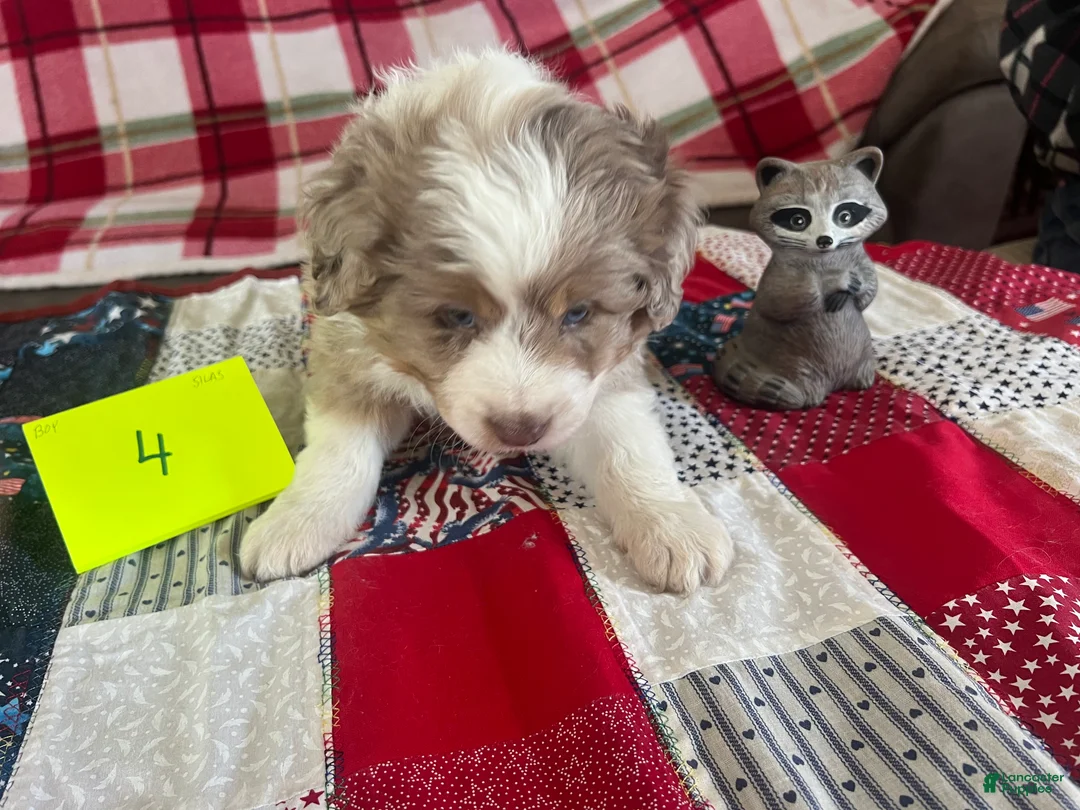 Mini Aussiedoodle dogs for sale: Silas Mini Aussiedoodle Puppy 4 - Ad 4