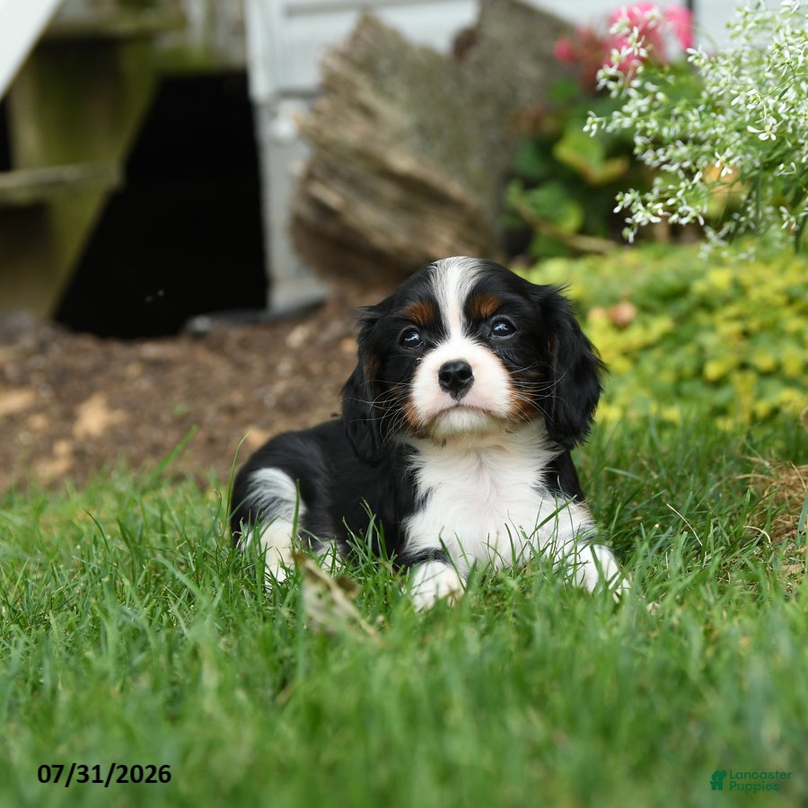 Cavalier King Charles Spaniel dogs for sale: Blazer - Ad 1