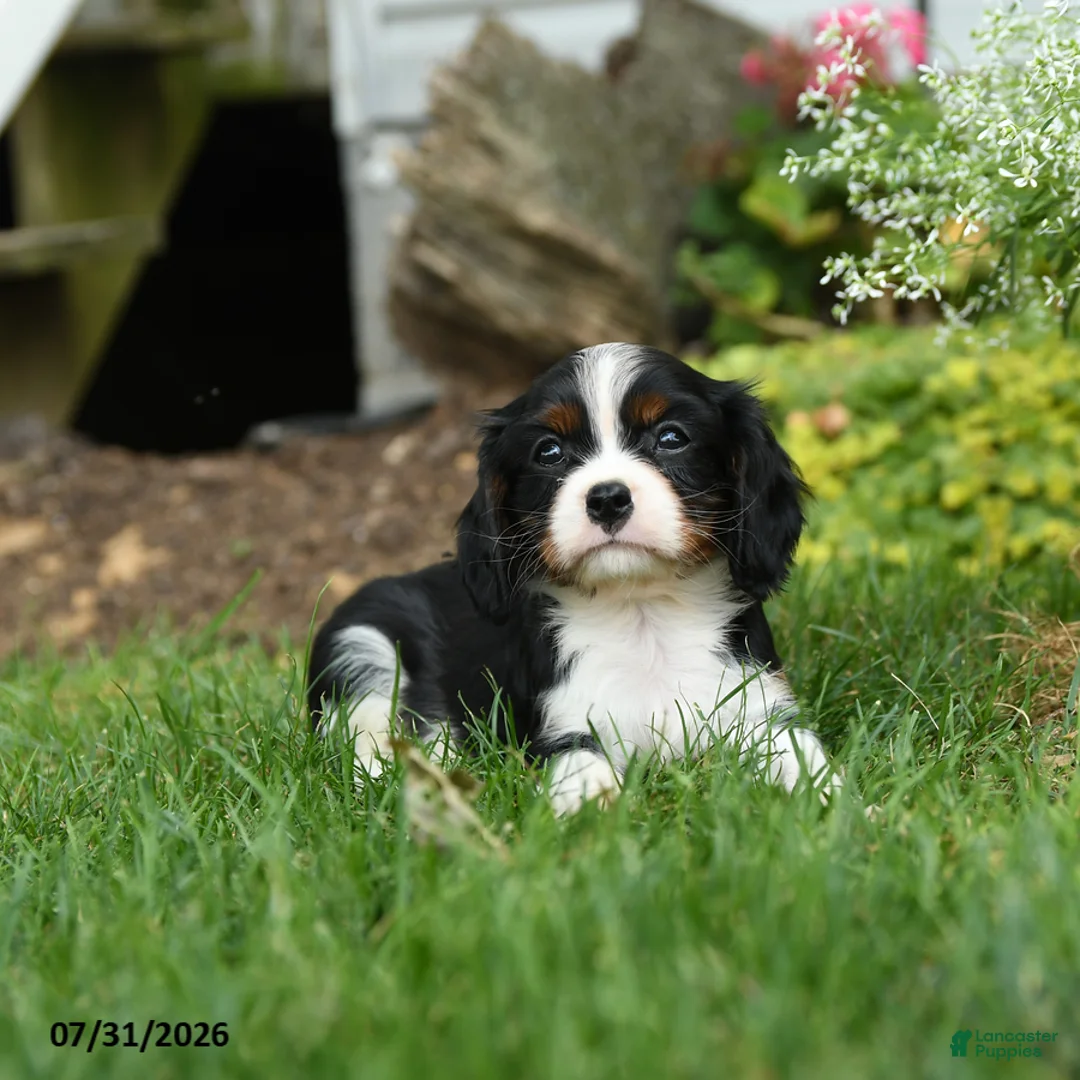 Cavalier King Charles Spaniel dogs for sale: Blazer - Ad 1