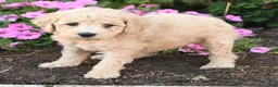 Mini Goldendoodle dogs for sale: Patches - Ad 3