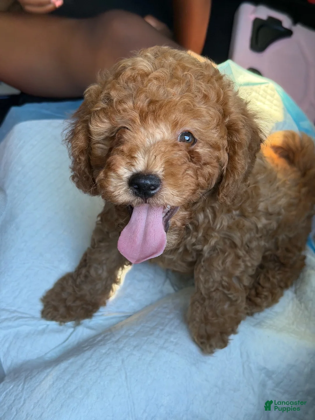 Cavapoo dogs for sale: Cross - Ad 2