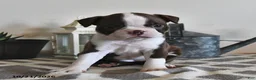 Boston Terrier dogs for sale: Becky - Ad 2