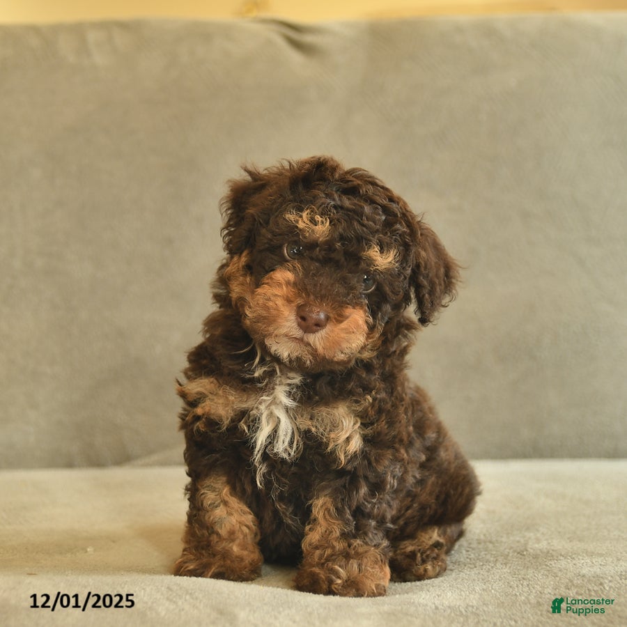Miniature Poodle dogs Willie - Ad 22