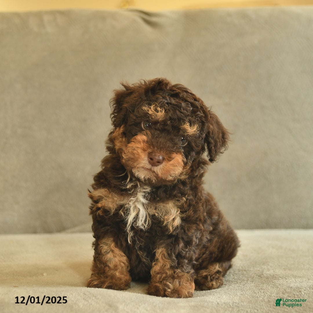 Miniature Poodle dogs for sale: Willie - Ad 1