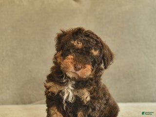 Miniature Poodle dogs Willie - Ad 27