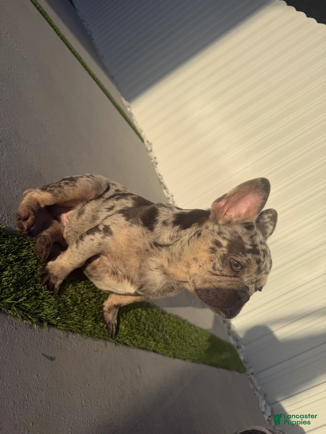 French Bulldog dogs for sale: French Bulldog Puppy 5 - Ad 17