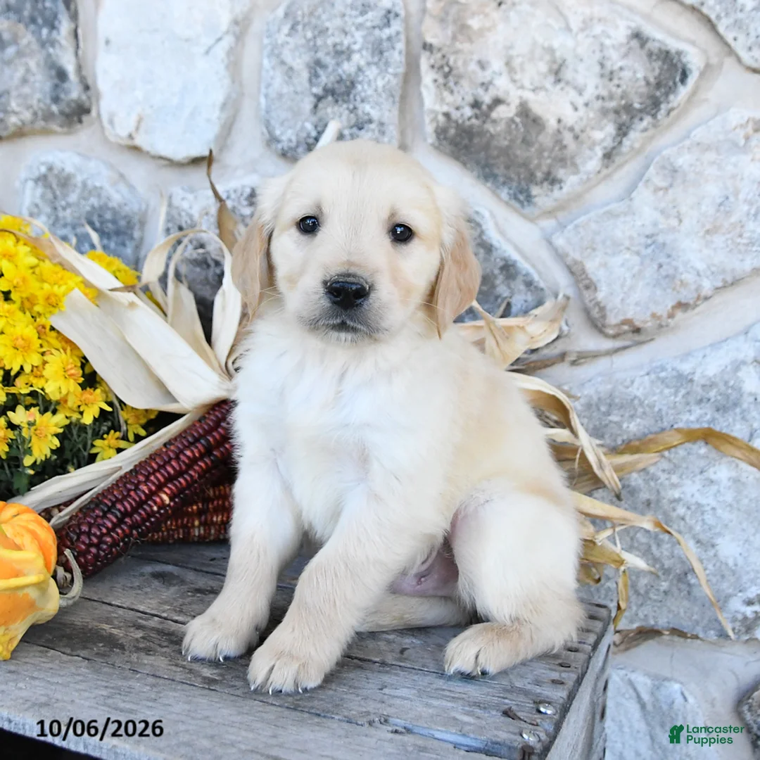 Golden Retriever dogs for sale: Dallas - Ad 1