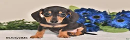 Miniature Dachshund dogs for sale: Jewel - Ad 4