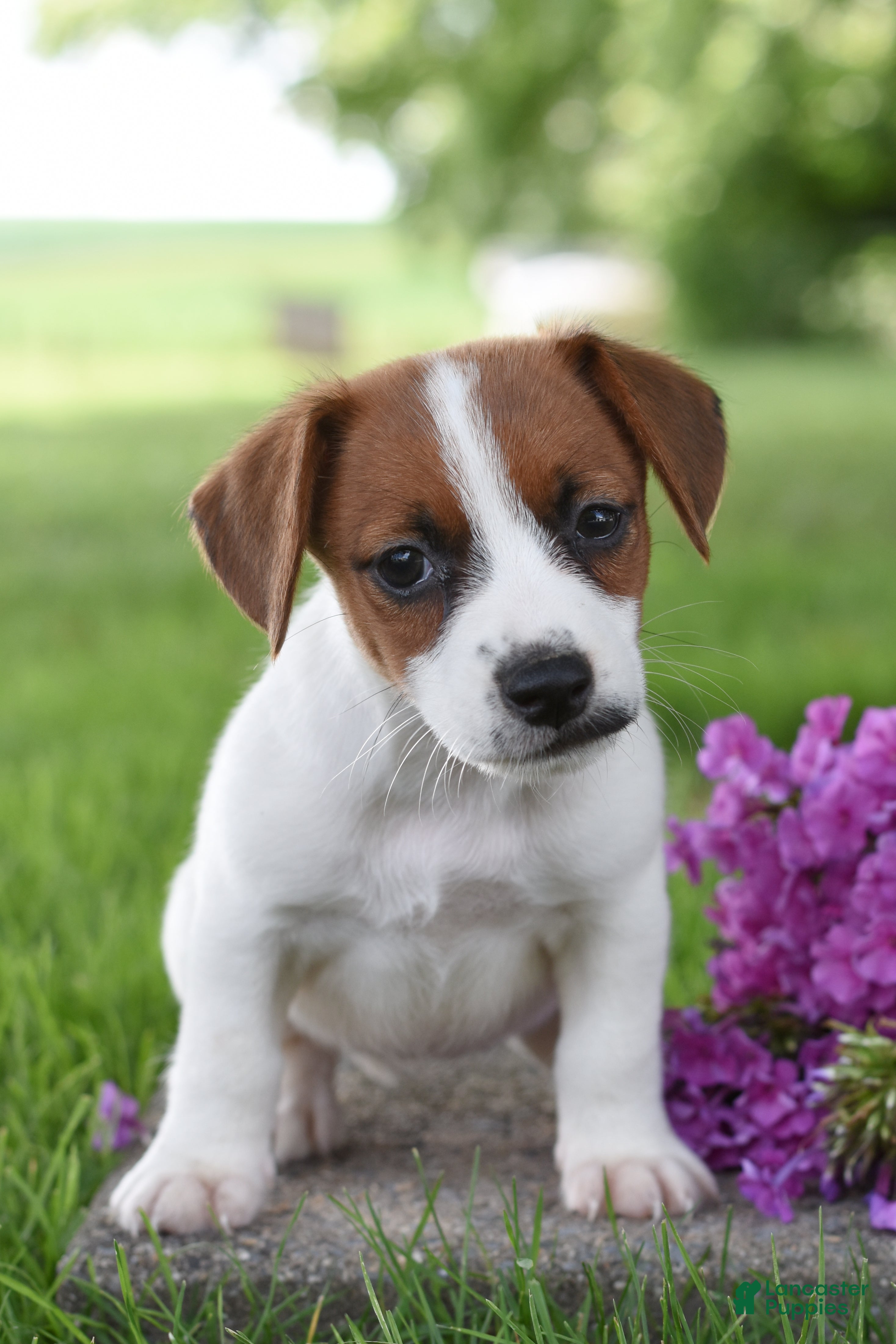 Jack Russell Terrier dogs Lainey - Ad 2