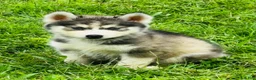 Siberian Husky dogs for sale: Lotus - Ad 11