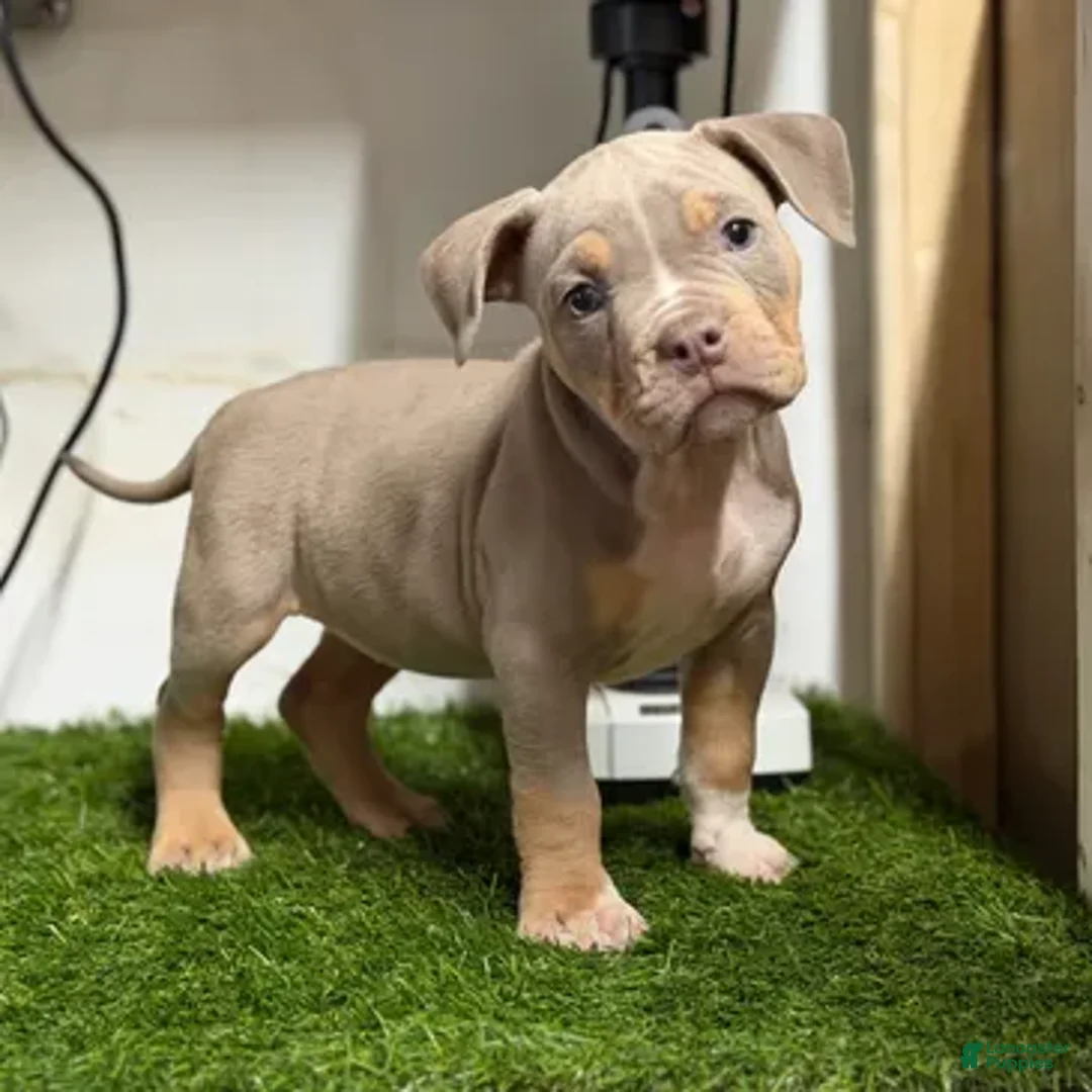 American Bully dogs for sale: American Bully Puppy 1 - Ad 2