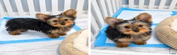 Yorkshire Terrier dogs for sale: Yorkshire Terrier 1 female tiny  - Ad 2