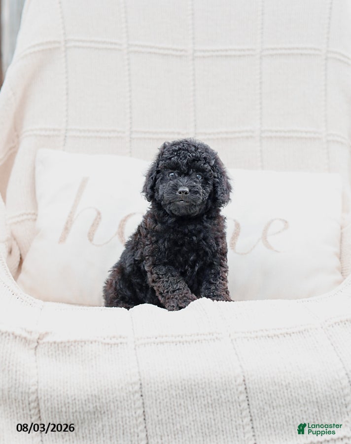 Miniature Poodle dogs Kemp - Ad 2