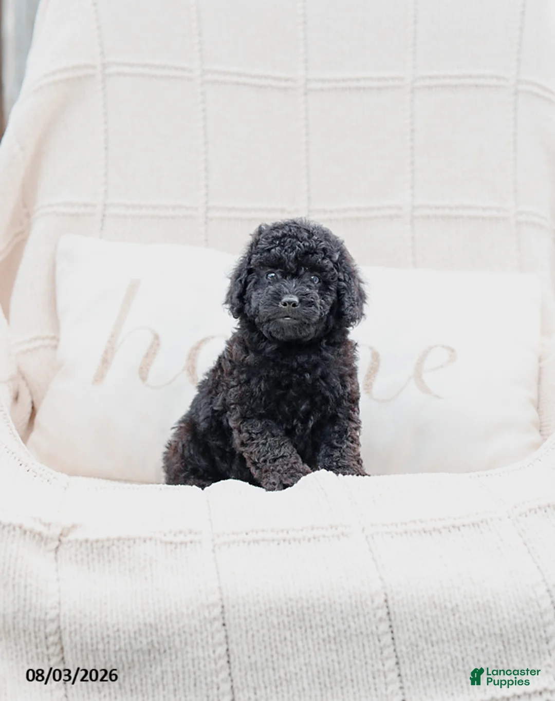 Miniature Poodle dogs for sale: Kemp - Ad 2