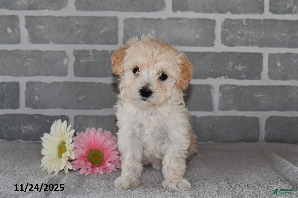 Maltipoo dogs Lily - Ad 27