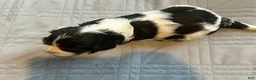 Cavalier King Charles Spaniel dogs for sale: Cavalier King Charles Spaniel 2 - Ad 3