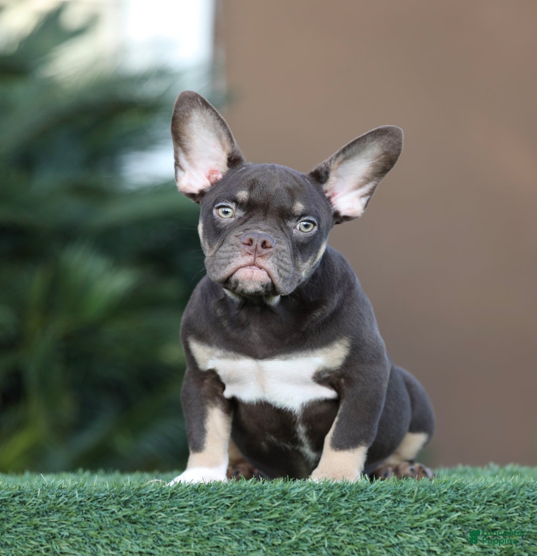 American Bully dogs for sale: American Bully Puppy 1 - Ad 2