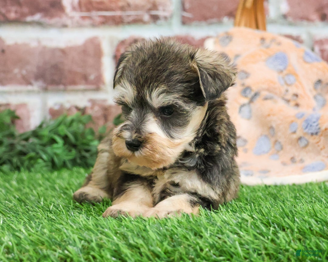 Miniature Schnauzer dogs for sale: Trouper  - Ad 5