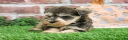Miniature Schnauzer dogs for sale: Trouper  - Ad 12