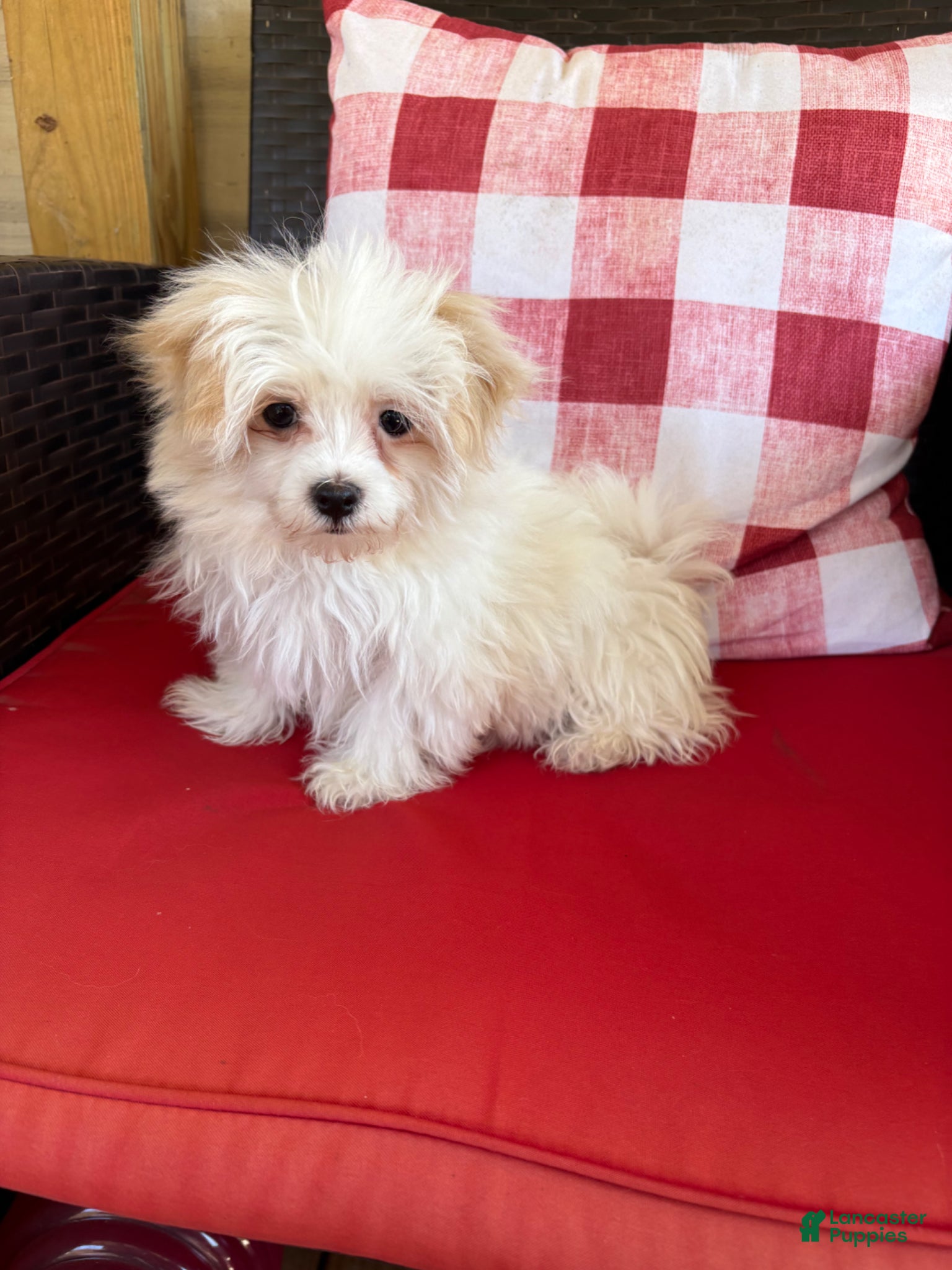 Maltese dogs Maltese Puppy 1 - Ad 12