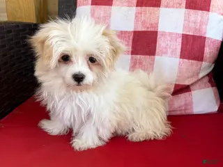 Maltese dogs Maltese Puppy 1 - Ad 12