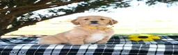 Golden Retriever dogs for sale: Andi - Ad 1