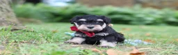 Miniature Schnauzer dogs for sale: Kobe - Ad 3
