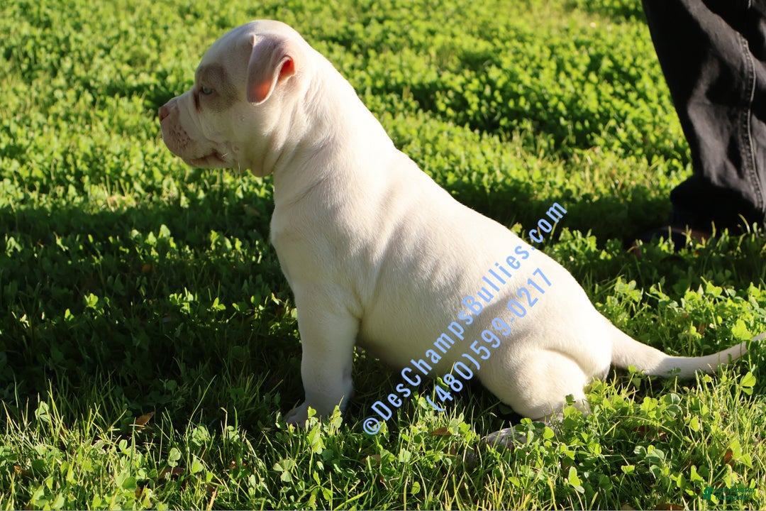 American Bully dogs for sale: American Bully Puppy 2 - Ad 2