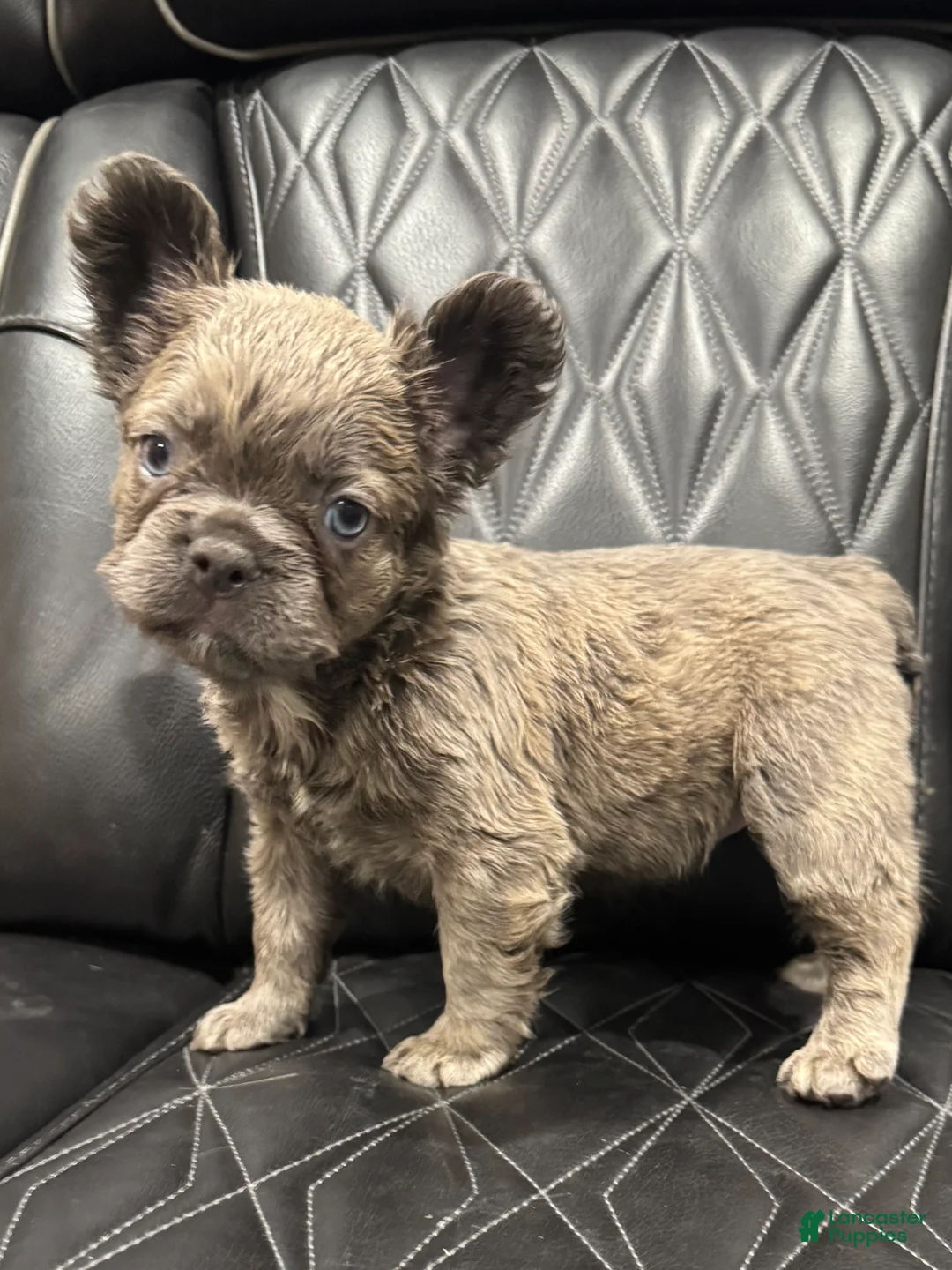 French Bulldog dogs for sale: FLUFFY ROXY - Ad 3