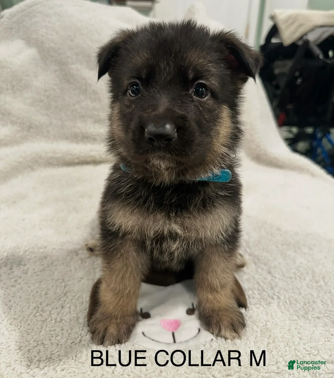 German Shepherd dogs for sale: German Shepherd Puppy 5 - Ad 1
